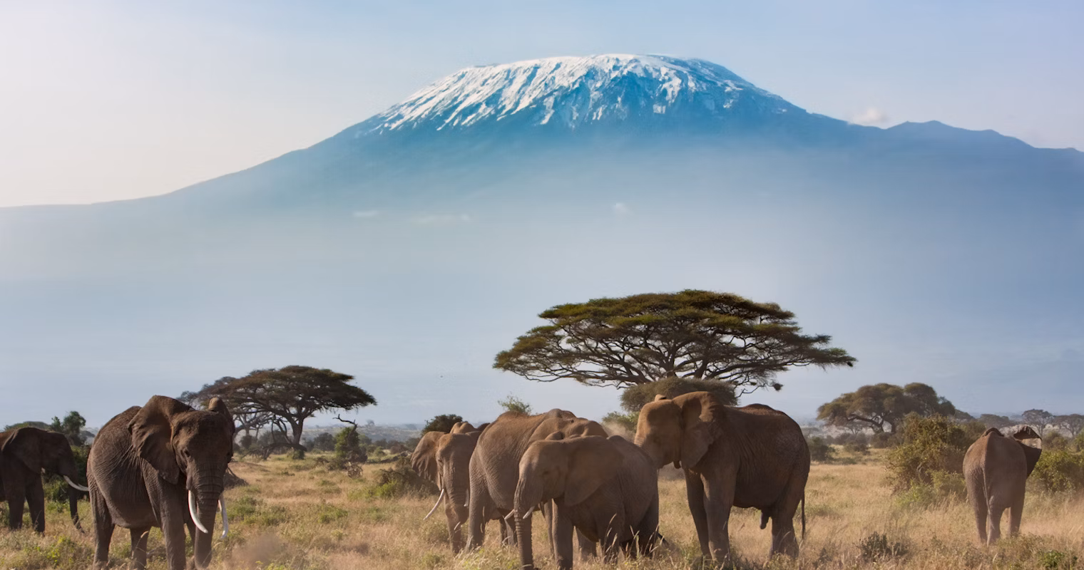 Национальный парк Килиманджаро (Kilimanjaro National Park)